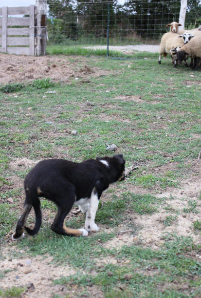 Dressage de chiens de berger