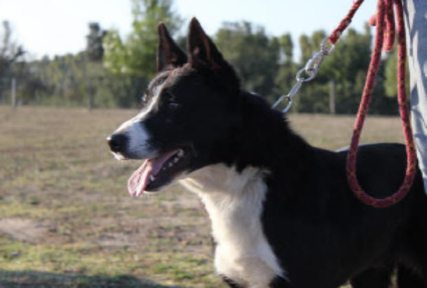 Eleveur de Border collie