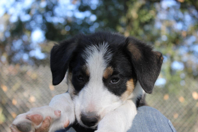 Chiot Border Collie tricolore.