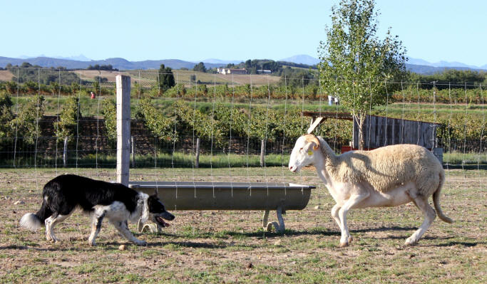 Border collie dressage