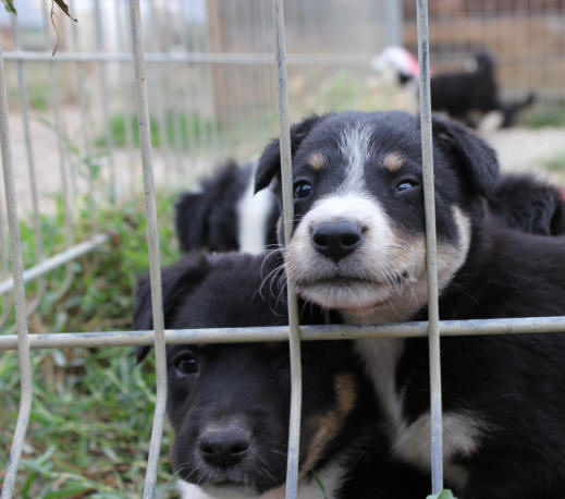 chiot border collie  vendre