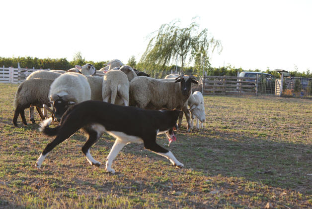 chien border collie  vendre