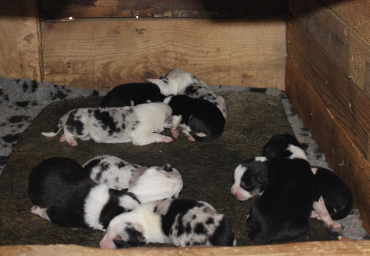 Chiots Border Collies  vendre.