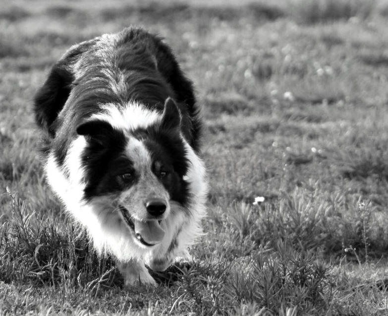 Border collie photo