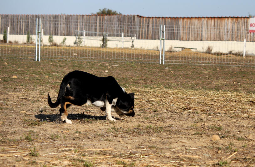 Dresseur de chiens de berger