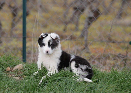 Chiot border collie bleu merle