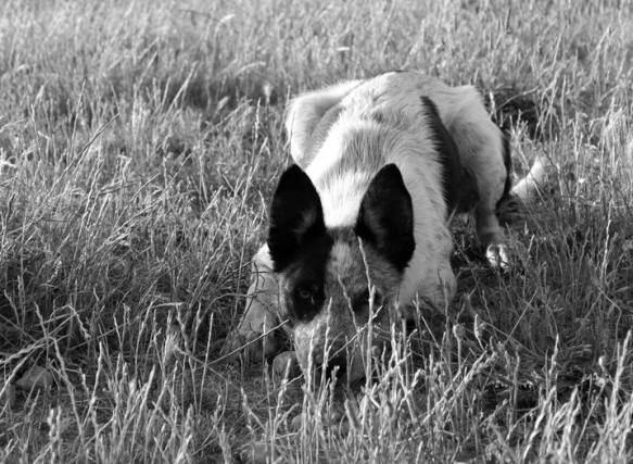 Border collie photo