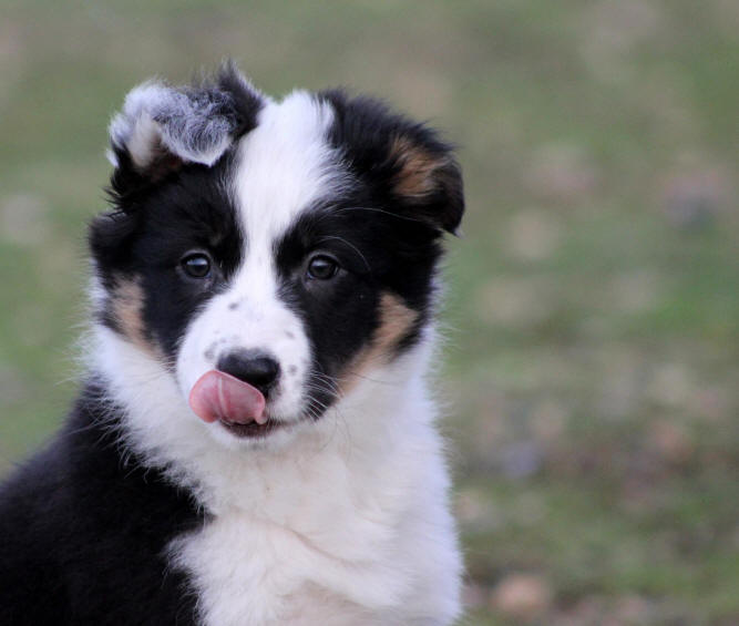 Border collie photo