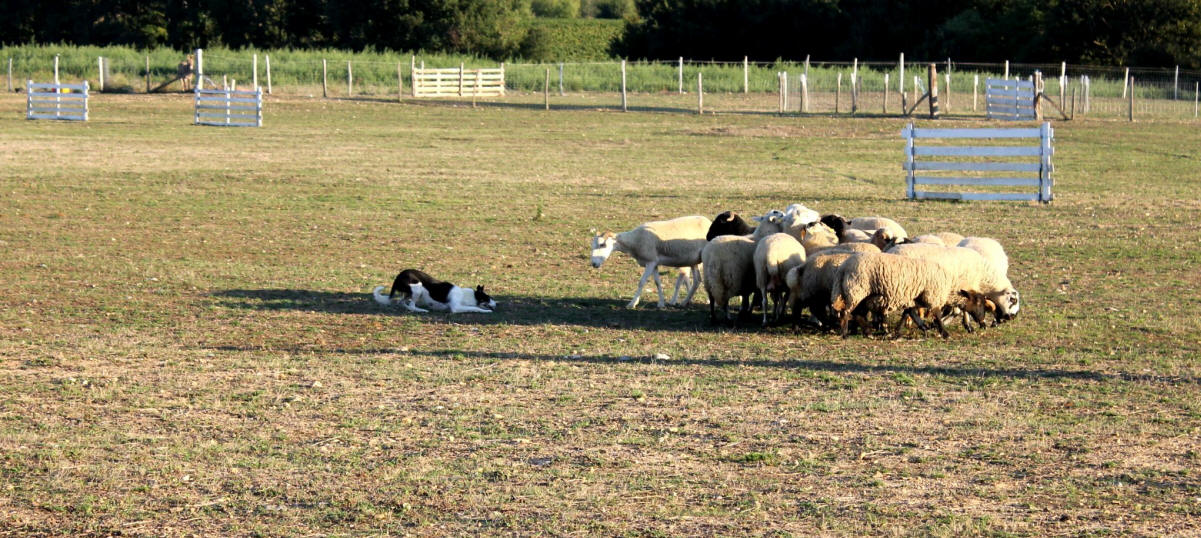 Elevage de Border collie