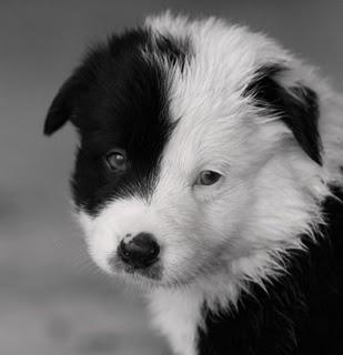 Chiot Border collie a vendre