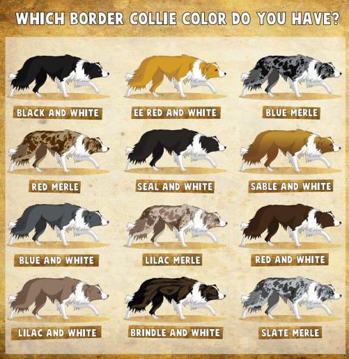 Les couleurs du Border collie