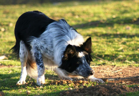 Chienne Border collie