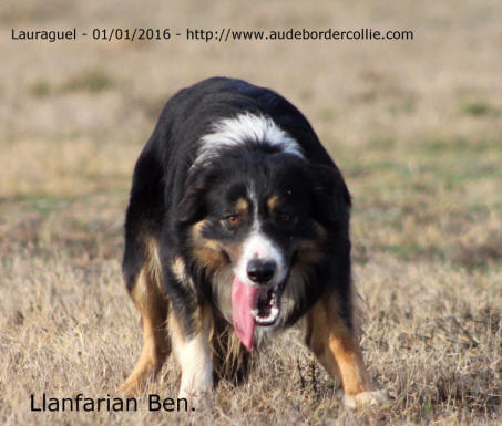 Serge Van der zweep Border collie