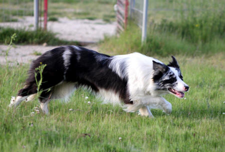 Chiot Border collie Bleu merle