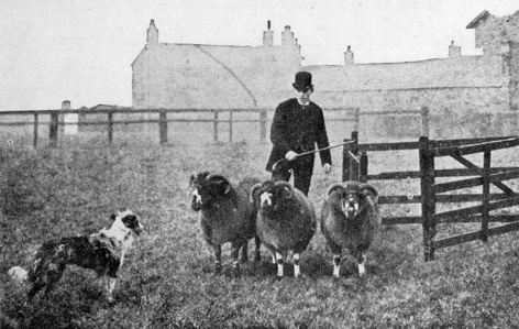 Border collie Ireland