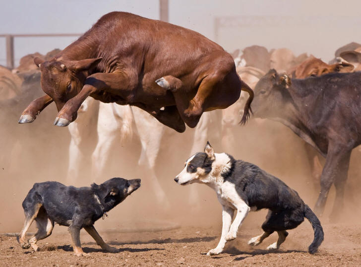 Calendrier des concours de chiens de berger