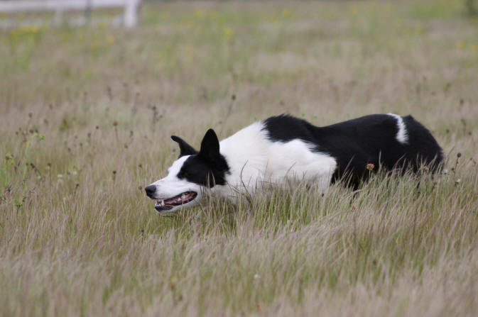 Coupe de France Border collie 2013