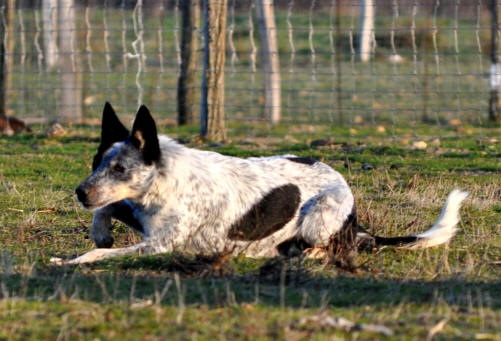 COUPE DE FRANCE BORDER COLLIE