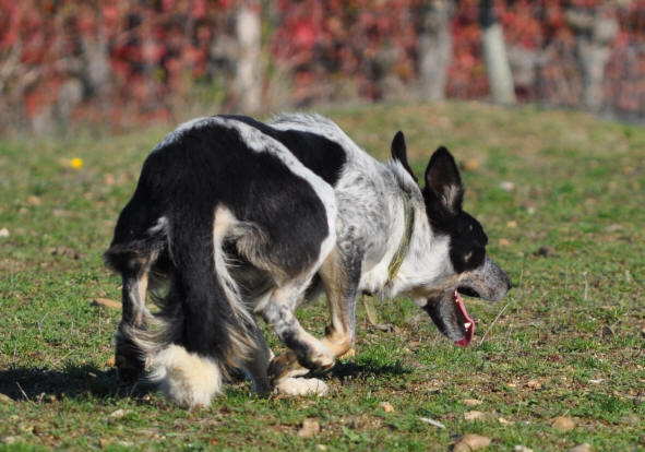 Images border collie