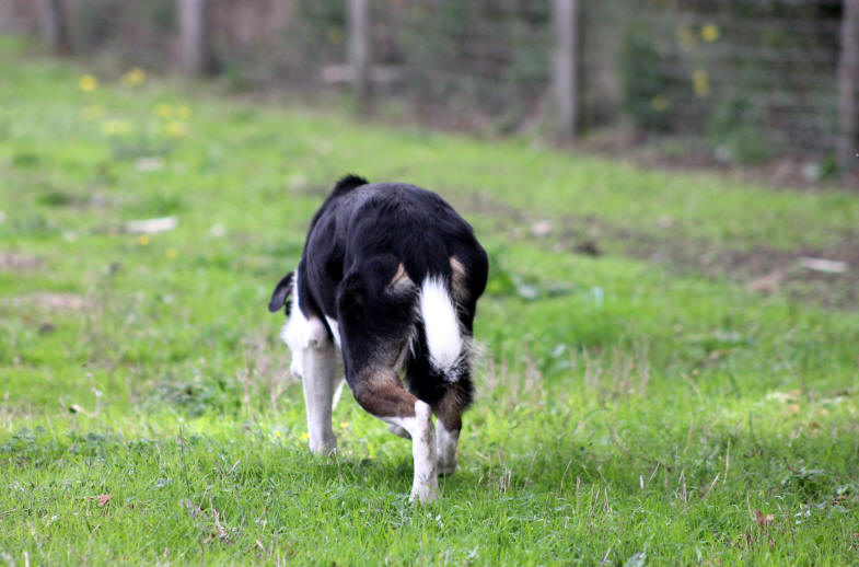 Concours de chiens de berger