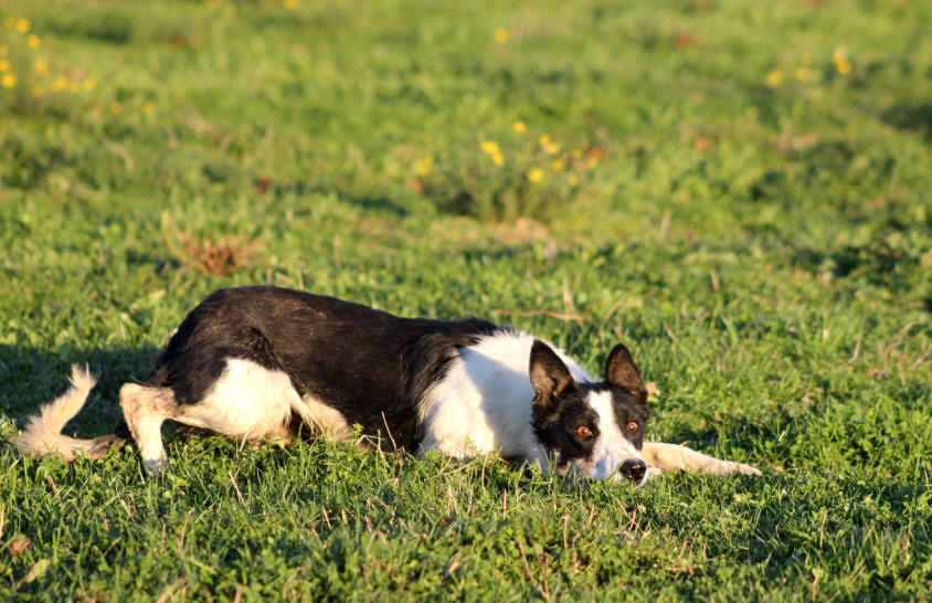 Concours de chiens de berger