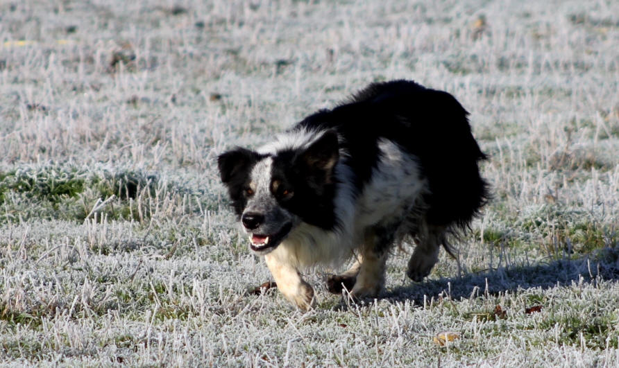 Concours de chiens de bergers. 