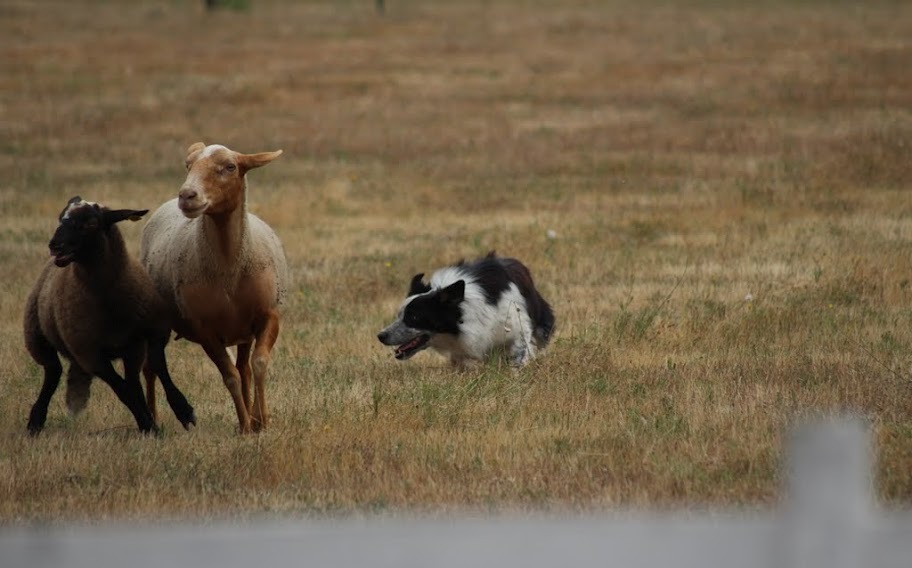 Concours de chiens de berger