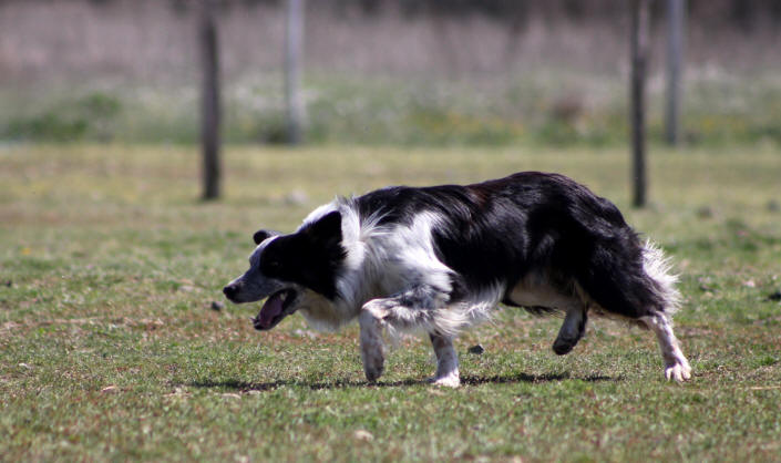 Concours de chiens de berger