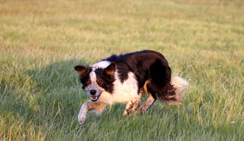 Concours de chiens de berger