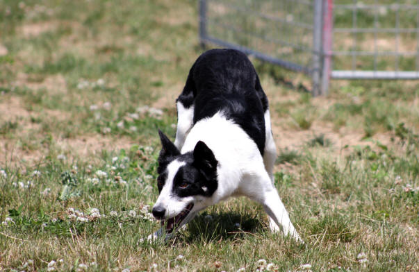 Chiens de troupeaux