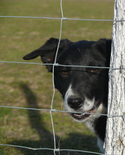 border collie dress