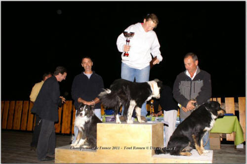 Concours de chiens de troupeaux