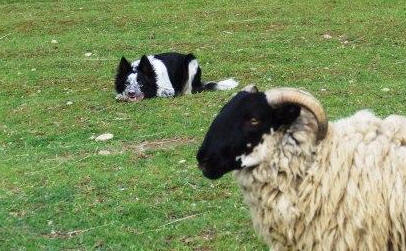  affixe des terres de border border collie kergomard