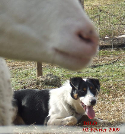 chiens aude kergomard. Association border collie languedoc-roussillon,levage border collie kergomard. Dressage du chien de troupeaux