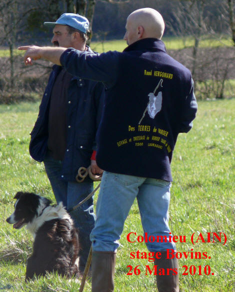 stage de dressage de chiens de bergers