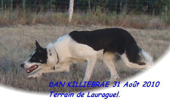 elevage de border collie