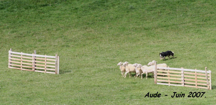 concours border collie