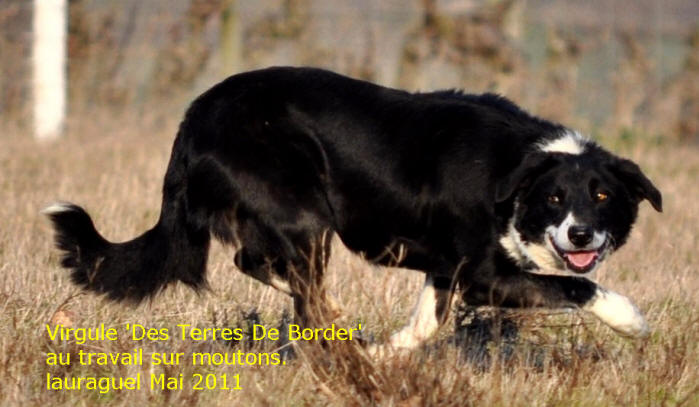 Elevage de Border collie dans l'Aude.