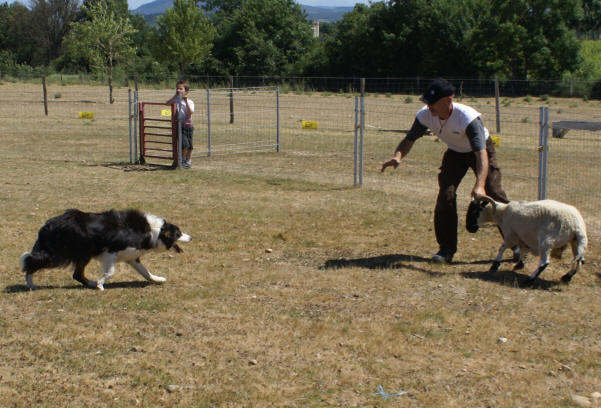 dresseur de chiens dans l'Aude 