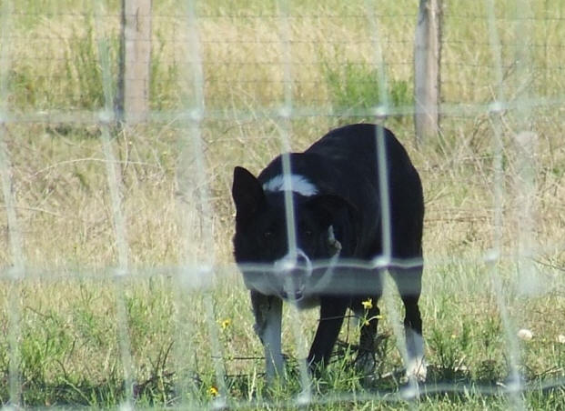 levage de Border collie, dressage de border collie