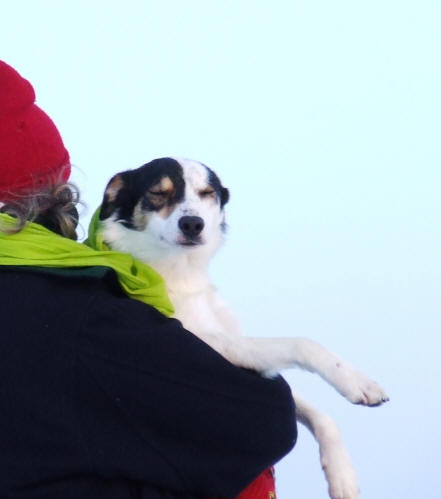 Chiot border collie