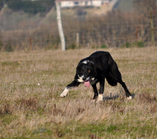 Image border collie