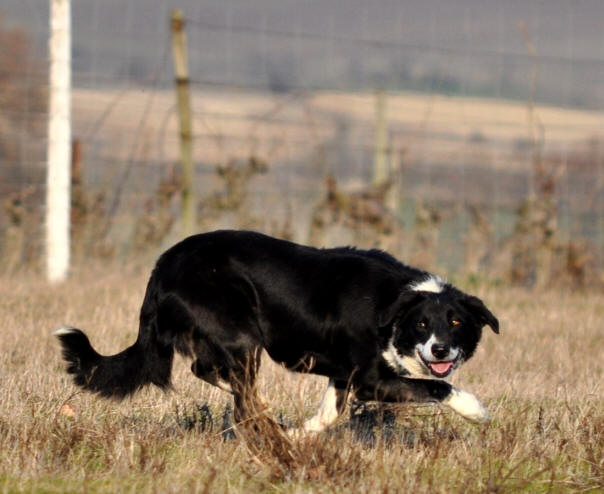 Border collie image