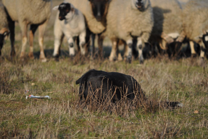 Elevage de Border collie dans l'Aude.