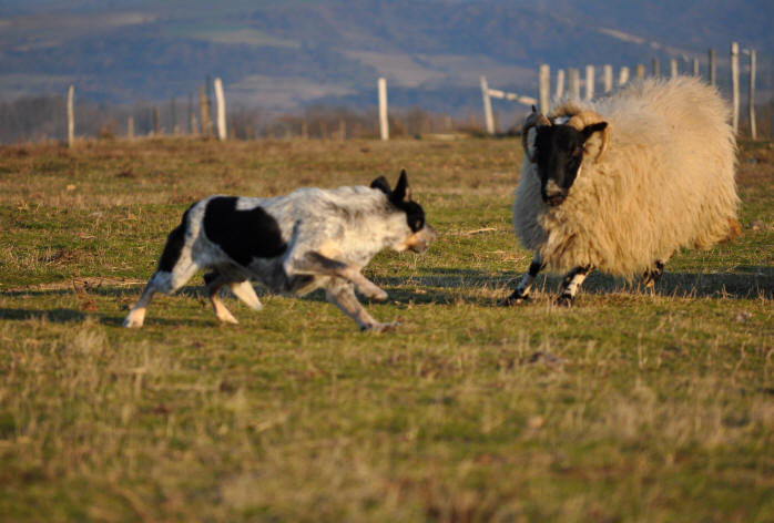 Eleveur de border collie