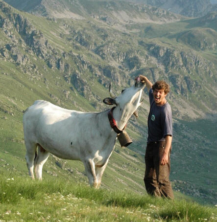 Vache Gasconne en Arige