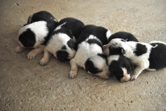 Chien Border collie - Image