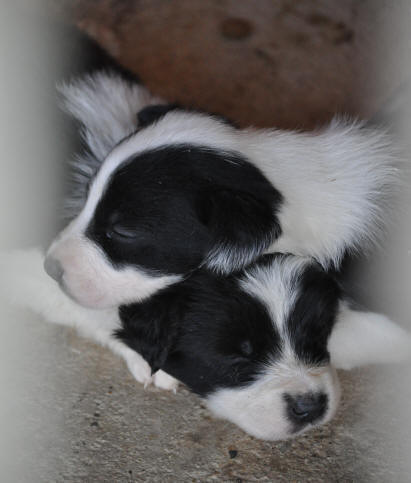 Elevage de Border collies dans l'Aude