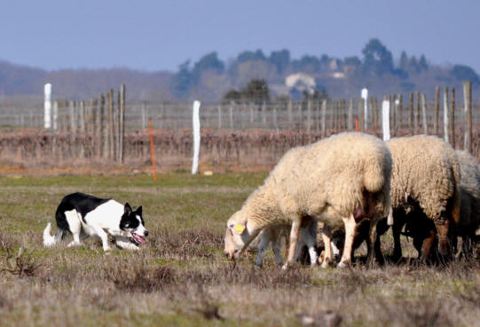 Images Border collie