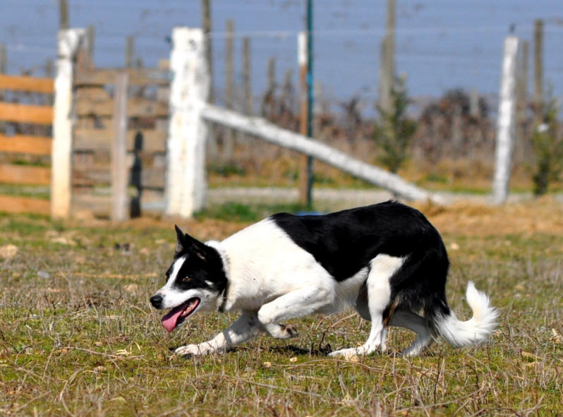 Elevage de Border collie a Lauraguel.